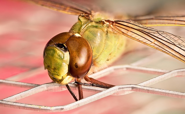 insect-640x480-26413794.jpeg