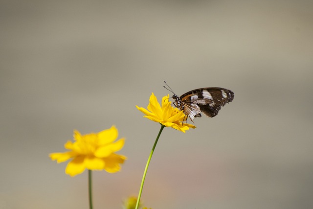 insect-640x480-26677770.jpeg