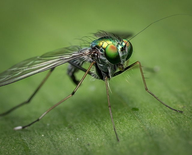 insect-640x480-3999486.jpeg
