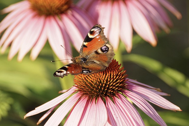 insect-640x480-46557490.jpeg