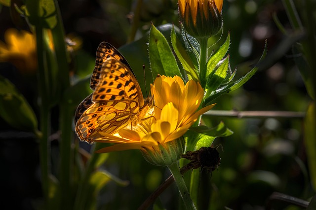 insect-640x480-53953567.jpeg