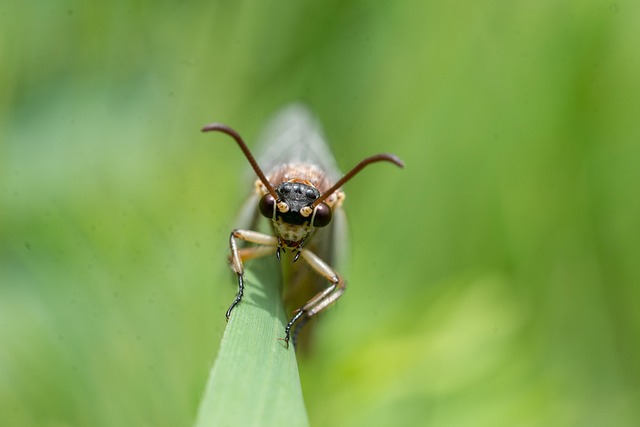 insect-640x480-97896471.jpeg