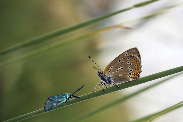 insect-640x480-99120505.jpeg