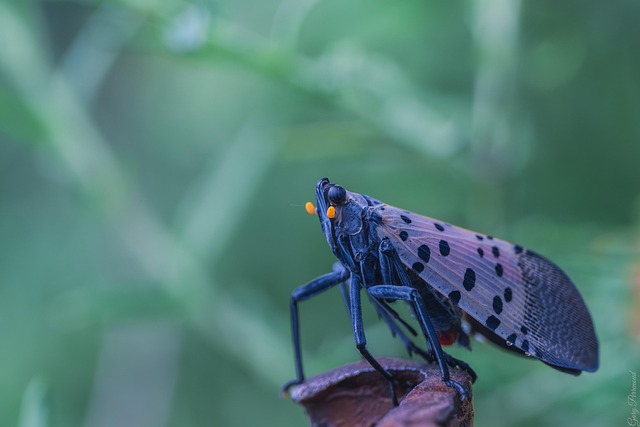 lanternflies-640x480-11284941.jpeg