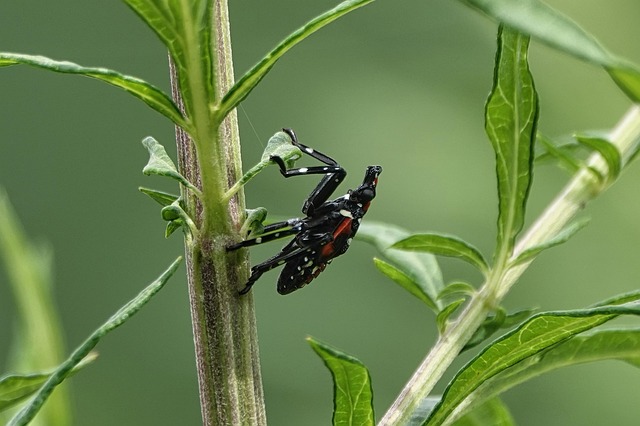 lanternflies-640x480-42764513.jpeg