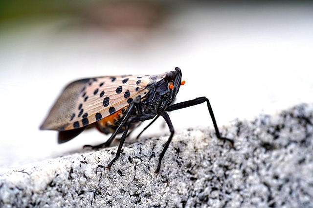 lanternflies-640x480-43164729.jpeg