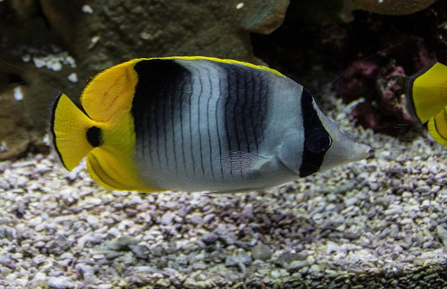 large-aquarium-installations-640x480-50744316.jpeg