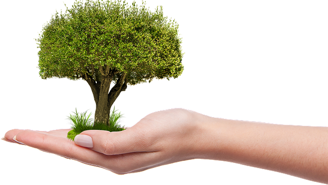 long-term-plant-care-640x480-61926506.png