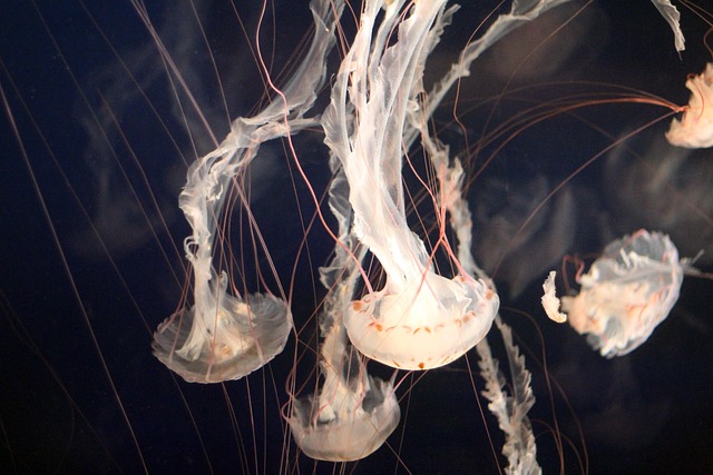 Elevate Interiors: High-End Aquarium Design for Elite Spaces