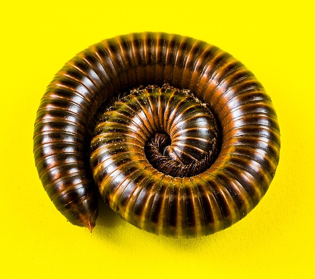 milipede-640x480-58608366.jpeg
