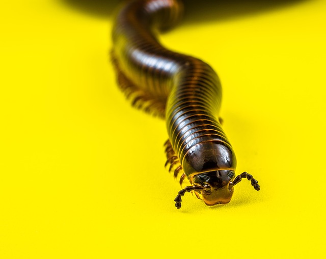 milipede-640x480-66430088.jpeg