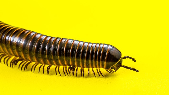 Expert Inspections: Uncovering Millipede Entry Points for Effective Infestation Treatment