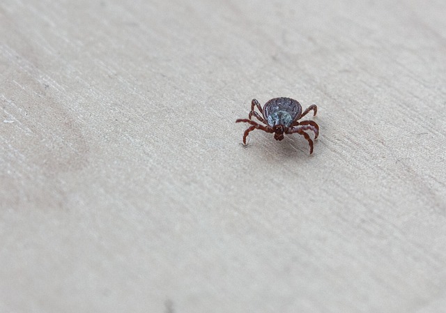 mites-640x480-35708741.jpeg