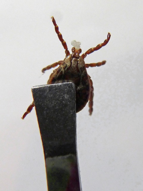 mites-640x480-4119141.jpeg