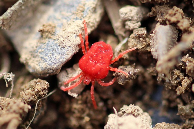 mites-640x480-81581172.jpeg
