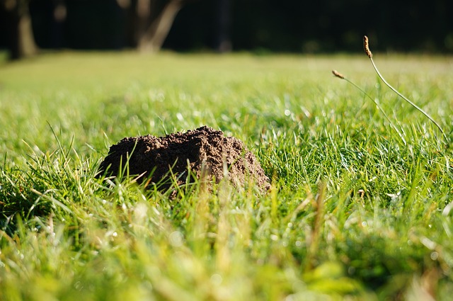 mole-insect-640x480-3868494.jpeg