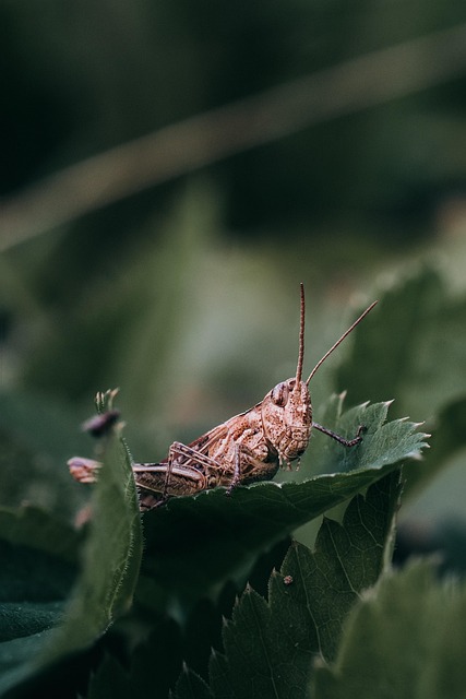 mole-insect-640x480-66319110.jpeg