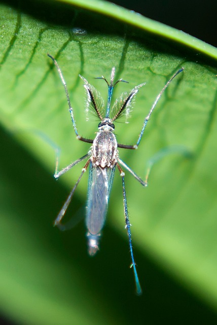 Year-Round Mosquito Prevention: Local Solutions for Persistent Protection