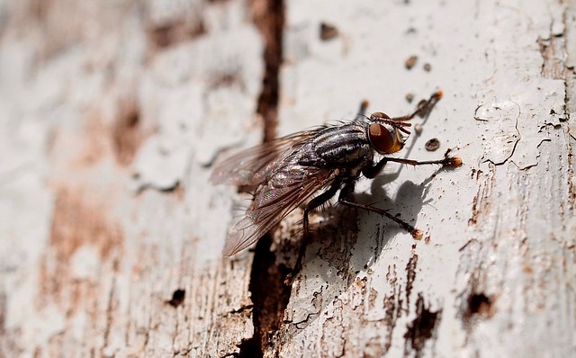 Eco-Conscious Mosquito Management: Humane Residential Treatment Options