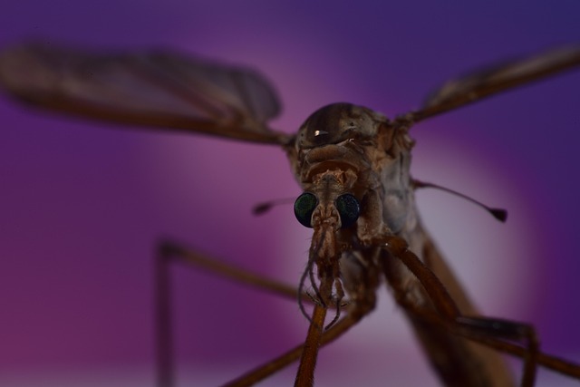 mosquito-640x480-6941707.jpeg