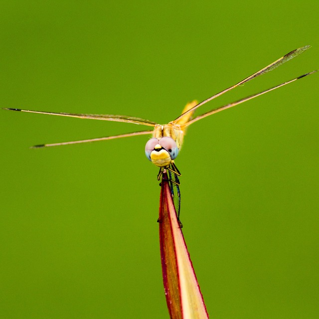 mosquito-640x480-70317253.jpeg