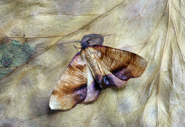 Expert Tips: Eliminate Clothes Moth Attractants & Prevent Infestations