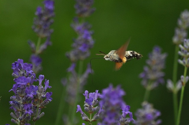 Innovative Techniques for Long-Term Residential Moth Treatment and Prevention