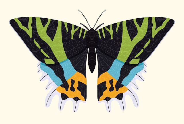 moth-640x480-43528470.jpeg
