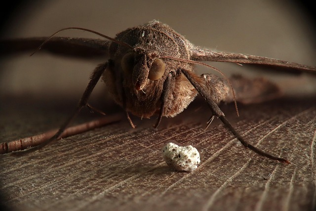 Expert Clothes Moth Removal: Guaranteed Results, Long-Term Protection