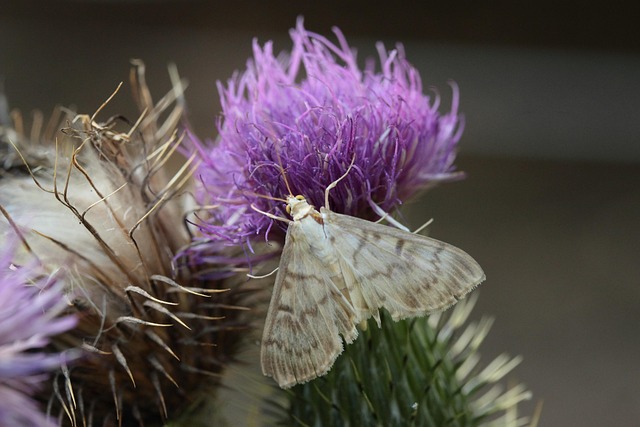 moths-640x480-26955466.jpeg