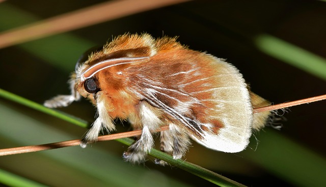 Eradicate Clothes Moths: Targeted Treatments for Wardrobe Protection