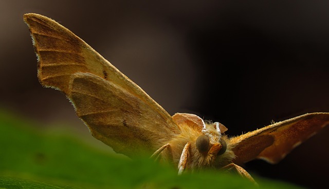moths-640x480-71418713.jpeg