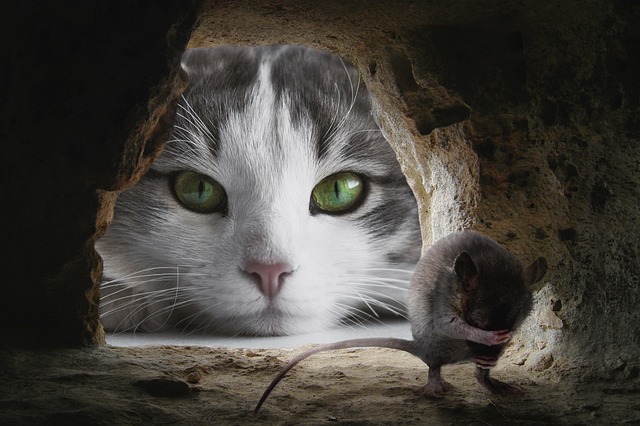Comprehensive Commercial Mouse Control: Secure Your Property Effectively