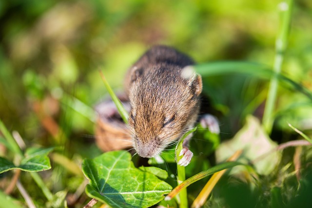 Unveiling Mouse Secrets: Customized Proofing Plans for Comprehensive Protection