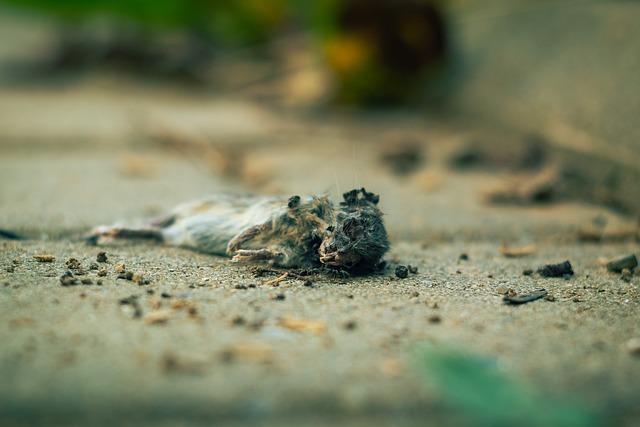 mouse-640x480-5223498.jpeg