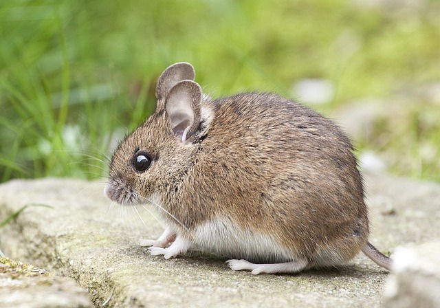 mouse-640x480-88359404.jpeg