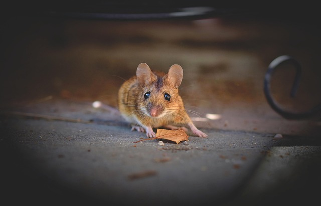 mouse-640x480-95066020.jpeg
