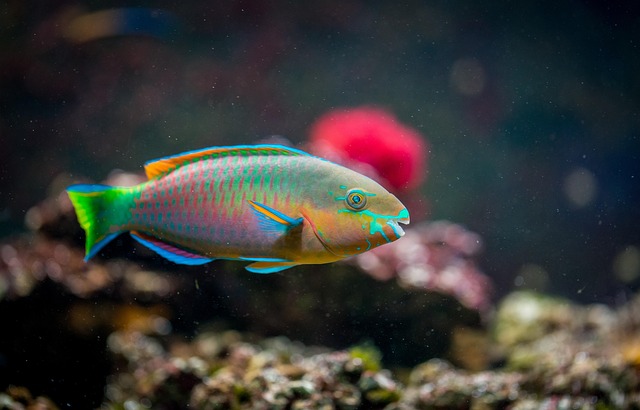 Enhance Aquatic Beauty with Custom LED Lighting for Personalized Small Aquariums