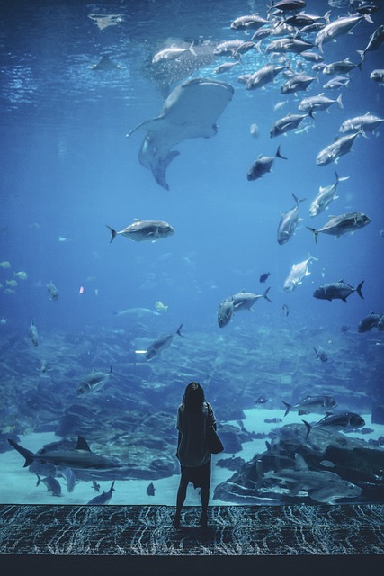 nano-aquariums-640x480-2072666.jpeg