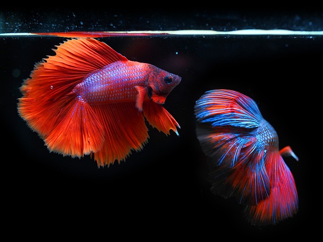 nano-aquariums-640x480-40461868.jpeg
