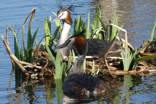 Commercial Bird Nest Control: Year-Round Strategies for Safe, Sustainable Management