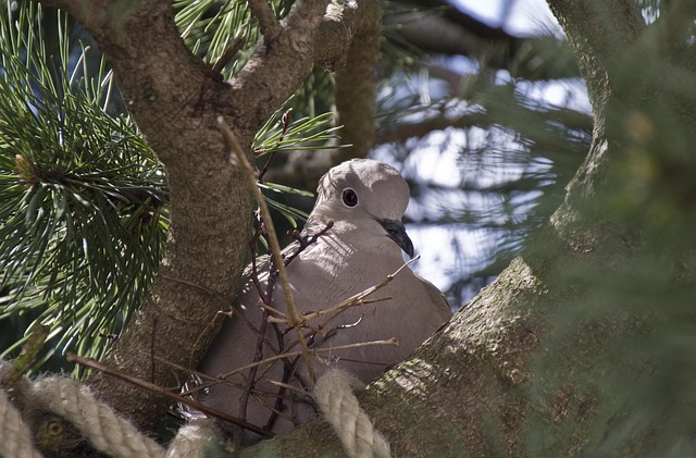 nest-640x480-87848880.jpeg
