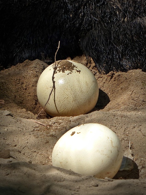 Overcoming Low Egg Quality: Finding the Perfect Donor for Your Family