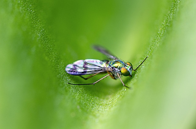 Sustainable Pest Management: Integrating Strategies for Long-Term Success