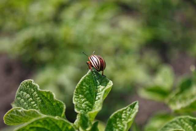 pest-640x480-13853896.jpeg