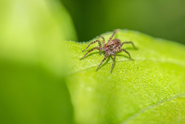 pest-640x480-14023916.jpeg