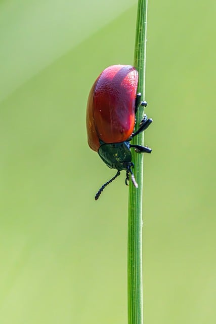 pest-640x480-3143802.jpeg