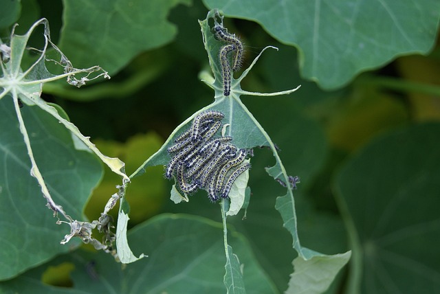 pest-640x480-33654112.jpeg