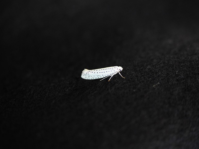 pest-640x480-3590970.jpeg