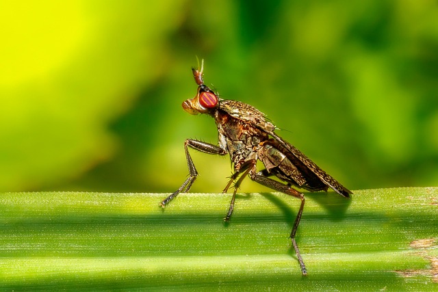 pest-640x480-38626349.jpeg